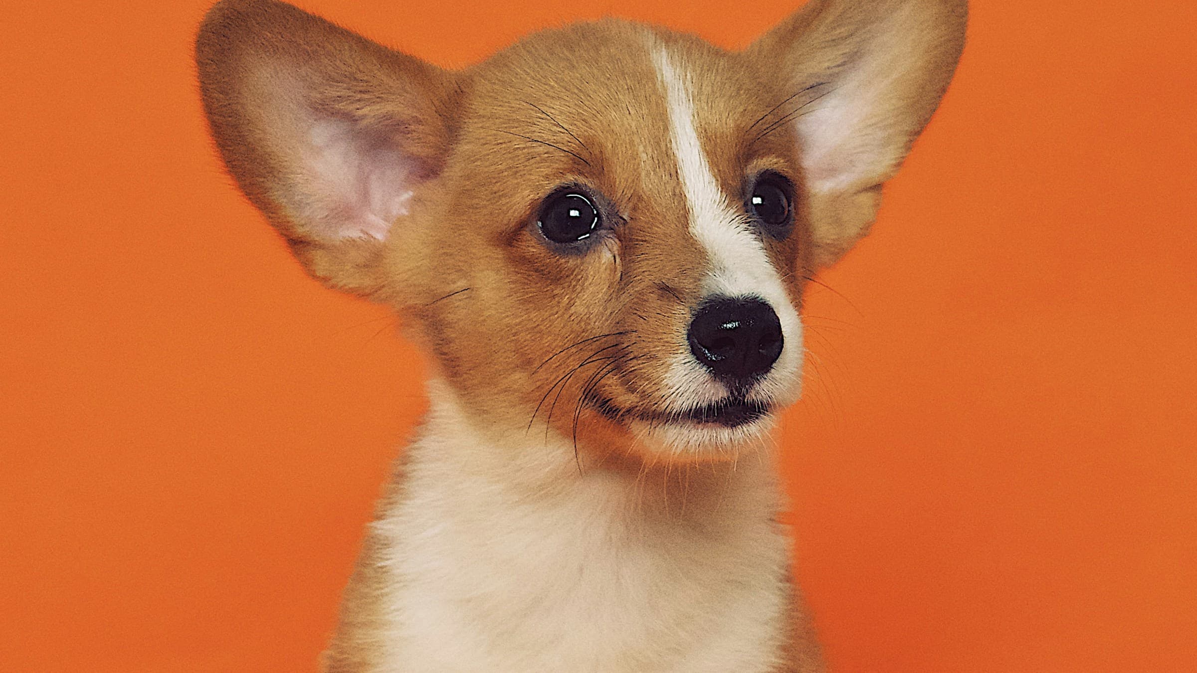 Animal à espera de um lar